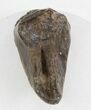 Partially Worn Triceratops Tooth - Montana #30495-1